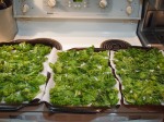 Krispy Kale Chips - ready to be baked